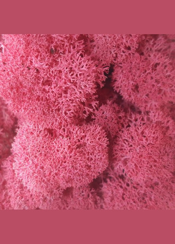 Стабилизированный мох ягель Цикламен 5 кг Nordic moss (276401069)