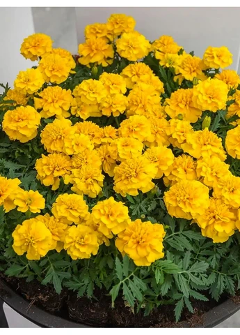 Чорнобривці "Патіт" ТМ " " 0,25 г. Leda Agro (387556499)