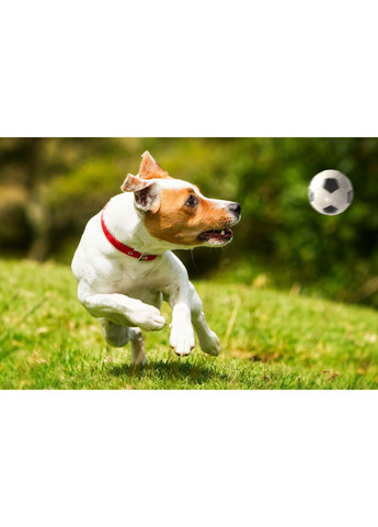 Игрушка для собак Z717 Мяч футбольный Ø4см Happet (353687656)