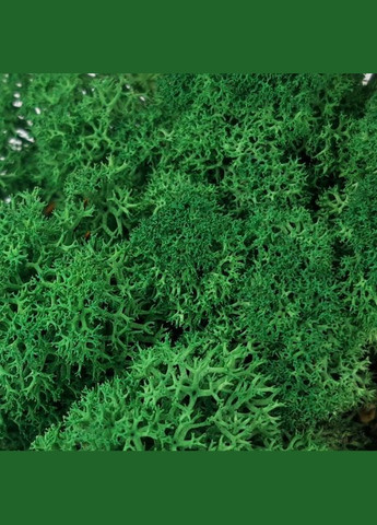 Очищений стабілізований мох ягель Зелений трав'яний темний 1 кг Nordic moss (276401182)