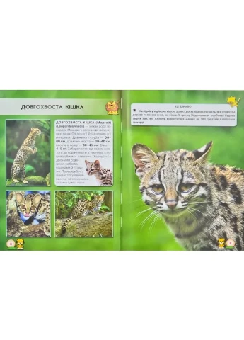 Книга Світ навколо нас. Великі кішки. Кристал Бук (384317972)