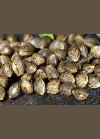 Конопля семян 1 кг Десналенд (314711348)