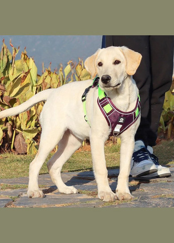 Шлея для собак Hiking, регулируемая нейлоновая шлея, Фиолетовый L (54-71 см) Duomm (299915474)