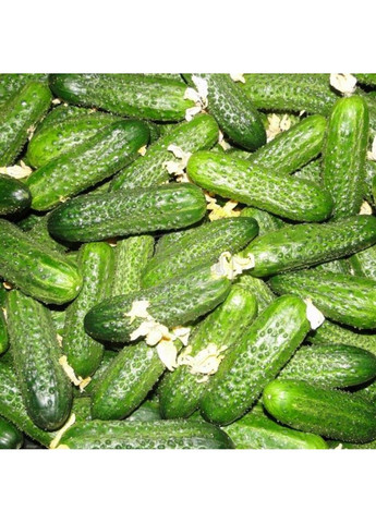 Семена огурца Регал F1 Clause (333036088)