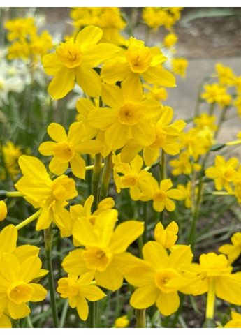 Нарцис Baby Boomer (2 шт. в упаковці) No Brand (365250770)