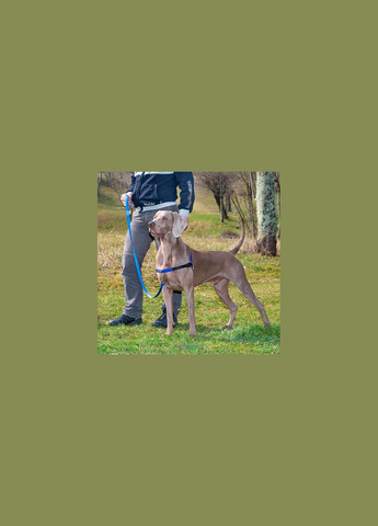 Шлея для собак M-L Coach нейлонова синя A: 26-33 см B: 50-71 см 1.5 см 75556225 Ferplast (269341655)