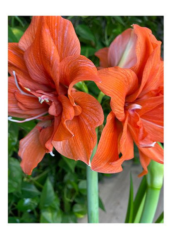 Амариллис Celica No Brand (364534867)