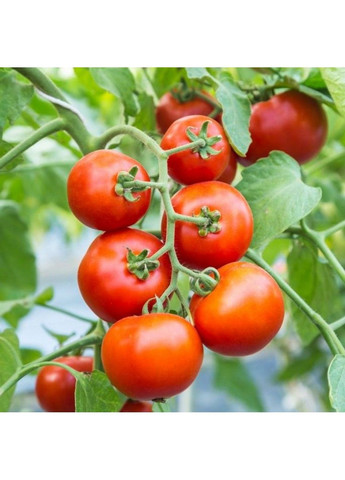 Семена томата Толстой F1 Bejo Zaden (333036035)
