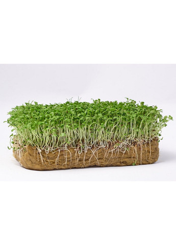 Насіння мікрозелені Green Chief Люцерна Люба Зелений Шеф (302089710)