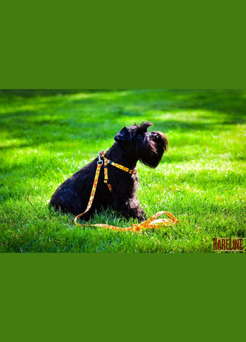 Шлей из нейлона с узором "MONEY" и пластиковой пряжкой 15 мм А:350-480 мм, В:400-570 мм Kareline (339075361)