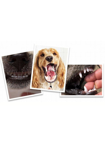 Зубні щітки на палець для собак і кішок, 1 штука Trixie Green Xtep (319664365)