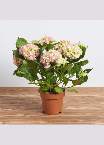 Торфосмесь для рододендронов и гортензий 50 л 1751 Compo (316627249)