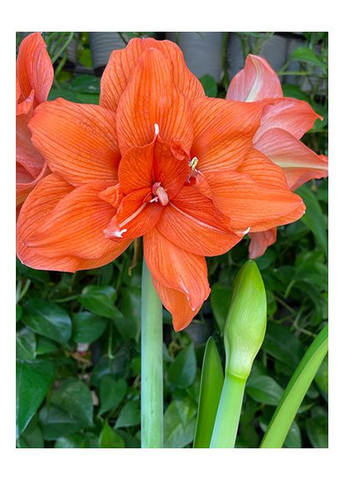 Амариллис Celica No Brand (364534867)