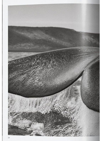 Книга Sebastiao Salgado. Genesis. 45th Ed. (9783754403358) Taschen (372004993)