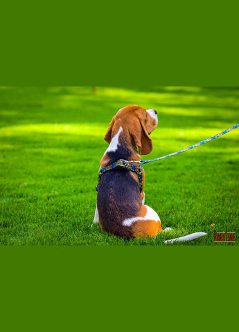 Шлей из нейлона с узором "CRAZY" и пластиковой пряжкой 20 мм А:400-560 мм, В:440-620 мм. Kareline (339075519)