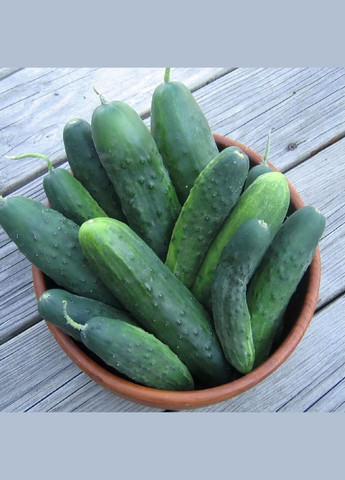 Семена огурца Феникс плюс 0,5 кг Насіння країни (299897536)