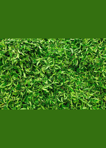 Матча Судзиока зеленая 50 грамм TM TeaStar (R-14032-VS) Matcha Tea (303348274)