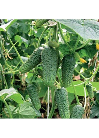 Семена огурца Анзор F1 Bejo Zaden (333036013)