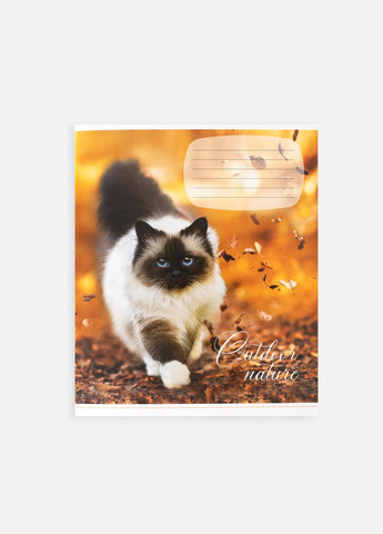 Зошит у лінійку 24 аркушів колір різнокольоровий ЦБ-00255159 Фабрика Поліграфіст (307362569)