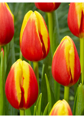 Тюльпан Denmark (2 шт.) в упаковке) No Brand (364535992)