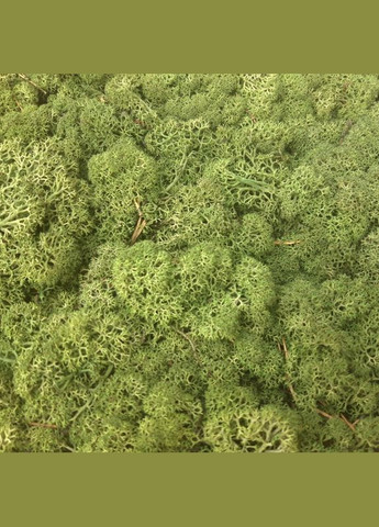 Стабілізований мох ягель Зелений світлий 5 кг Nordic moss (278652068)