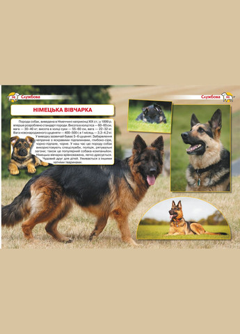 Енциклопедія. Собаки Кристал Бук (316081415)