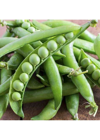 Семена гороха Муцио Syngenta (333339614)