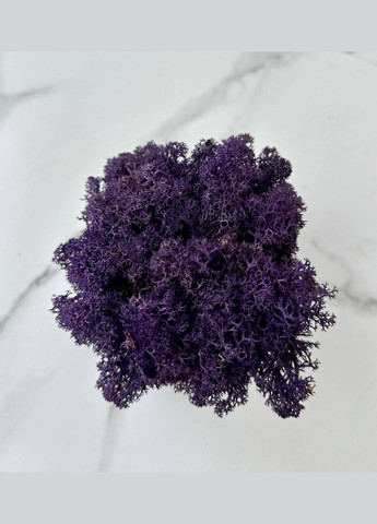 Стабілізований Норвезький Мох (Ягель) 100 р. – Purple No Brand (302520159)