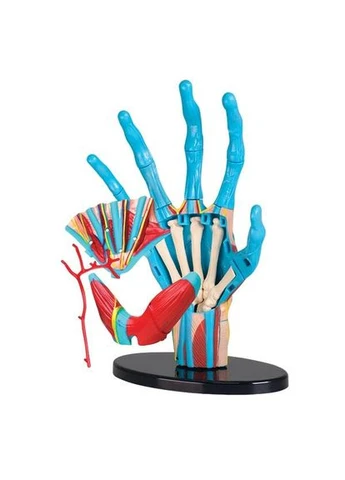 Модель руки збірна 16,5 см (SK058) EDU-Toys (339781871)