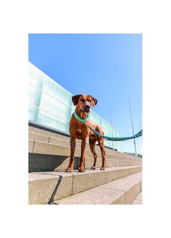 Поводок Cavo регулируемый L–XL 2 м d 18 мм аква/графит Trixie (331108829)