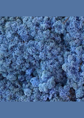 Очищений стабілізований мох ягель Лавандовий 25 грам Nordic moss (276401218)