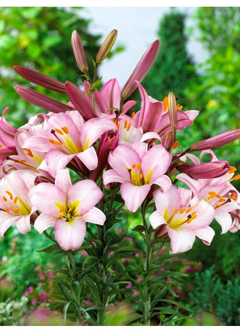 Лілія Pink Planet (12/14) No Brand (364535911)