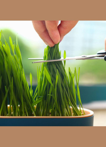 Лоток для гидропонного выращивания микрозелени и рассады сине-розовый (NR0135_2) No Brand (303898387)