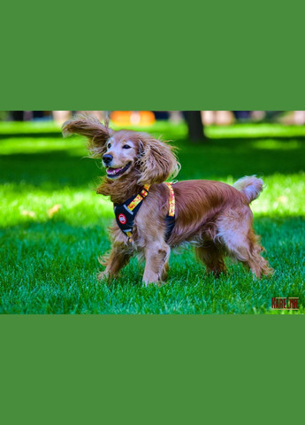 Шлея з нейлону з візерунком "MONEY", логотипом та пластиковою пряжкою 15 мм А:320-420 мм, В:400-500 мм Kareline (339075542)