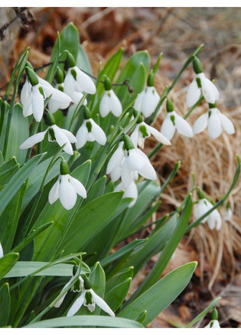 Подснежник Elwesii (5 шт.) в упаковке) No Brand (364535889)