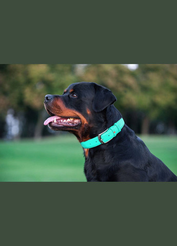 Ошейник для собак кожаный Glamour с QR паспортом, без украшений, L, Ш 25 мм, Дл 38-49 см ментоловый WAUDOG (332879833)