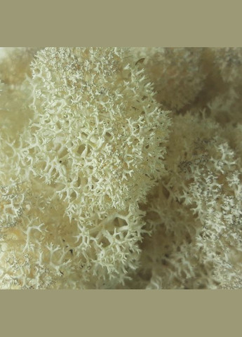 Очищений стабілізований мох ягель Натуральний білий 0,5 кг Nordic moss (278652089)