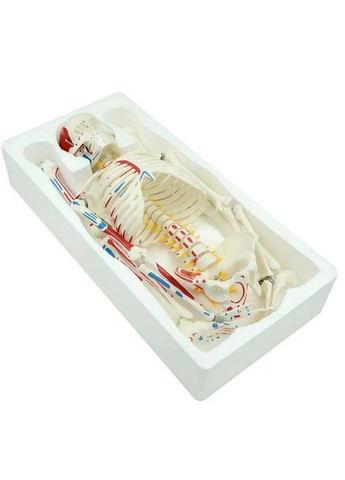 Учебная анатомическая модель скелета 85 см, с маркировкой мышц и подвижными суставами, на подставке No Brand (365720992)