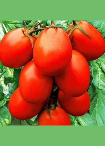 Насіння томату Засолочне диво 30 шт. ( ) Насіння країни (328607101)