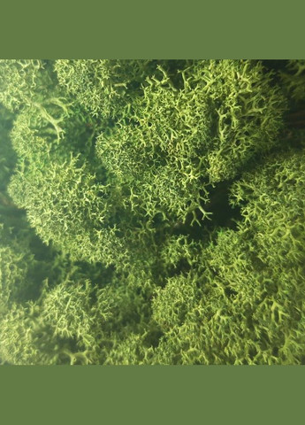 Стабилизированный мох ягель Зеленый темный 150 грамм Nordic moss (276401225)