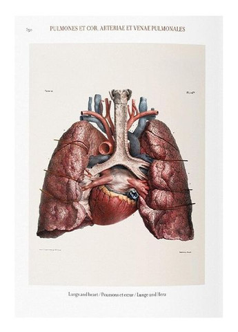 Книга Bourgery. Atlas of Human Anatomy and Surgery (формат 145*215мм) (9783836556620) Taschen (364654086)