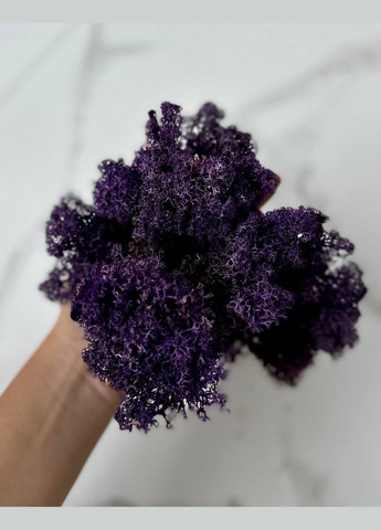 Стабілізований Норвезький Мох (Ягель) 500 р. – Purple No Brand (302520169)