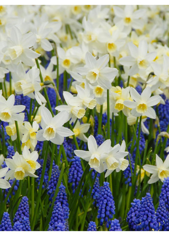 Нарцис Sailboat (2 шт. в упаковці) No Brand (365250760)