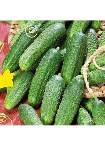 Насіння огірка Астерікс F1 Bejo Zaden (333035980)