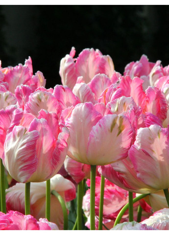 Тюльпан Apricot Parrot (2 шт.) в упаковке) No Brand (364534647)