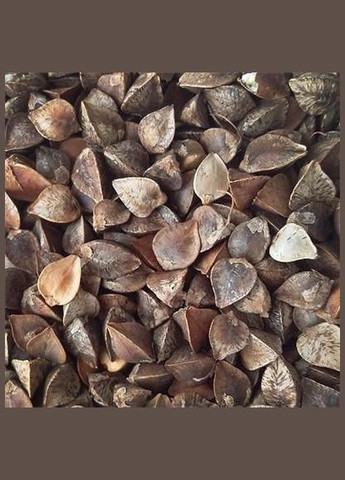 Насіння гречки на мікрогрін 100г (30020054) Україна (316322753)