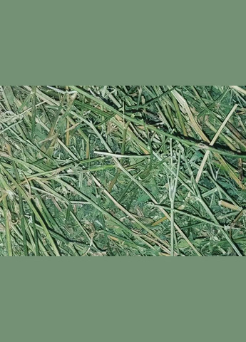 Сіно люцерна для гризунів ТМ WitoPets 6 литрів, для морських свінок, хом'ячків кроликів шиншилл, мишей і щурів No Brand (320950053)