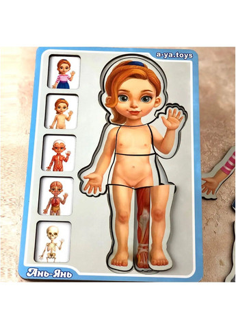 Сортер багатошаровий дерев'яний: "Анатомія людини – дівчинка". (Дерев'яні пазли для дітей) ПСФ025 Ubumblebees (289458376)