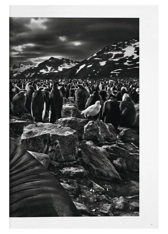 Sebastiao Salgado. Genesis. Art Edition No. 301–400 ‘Marine Iguana, Galapagos, Ecuador’ Taschen (392247410)