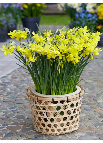 Нарцисс Yellow Ocean (2 шт. в упаковке) No Brand (365250806)